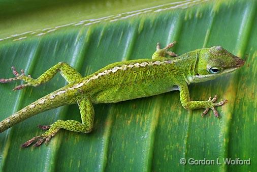 Anole Lizard On A Leaf_46189.jpg - Green Anole (Anolis carolinensis), also known as the Carolina anolePhotographed at Lake Martin near Breaux Bridge, Louisiana, USA.